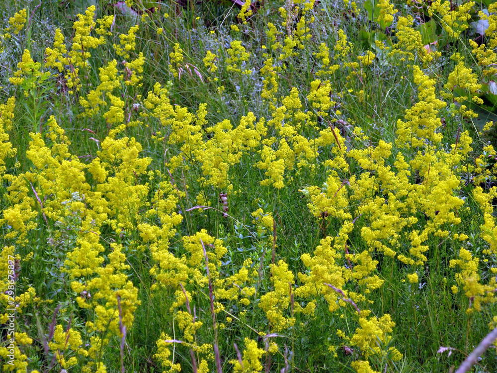 Yellow flowers Yellow flowers