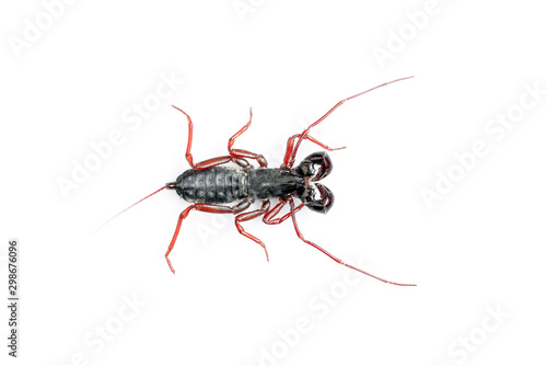 Whip Scorpion Isolated on White Background