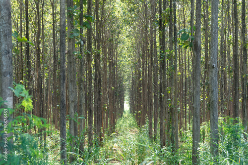 Teak forests to the environment .Forest Teak tree agricultural in plantation teak field plant with green leaf at countryside. photo