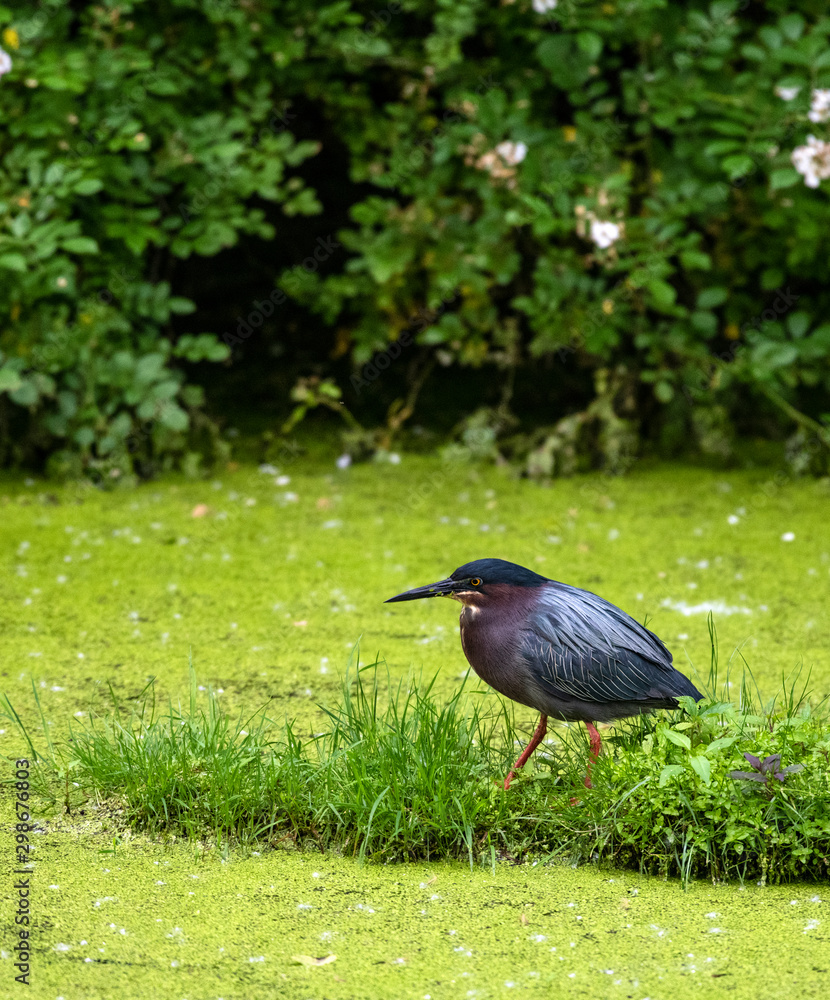 Naklejka premium Green Heron Fishing in the Cuyahoga Valley