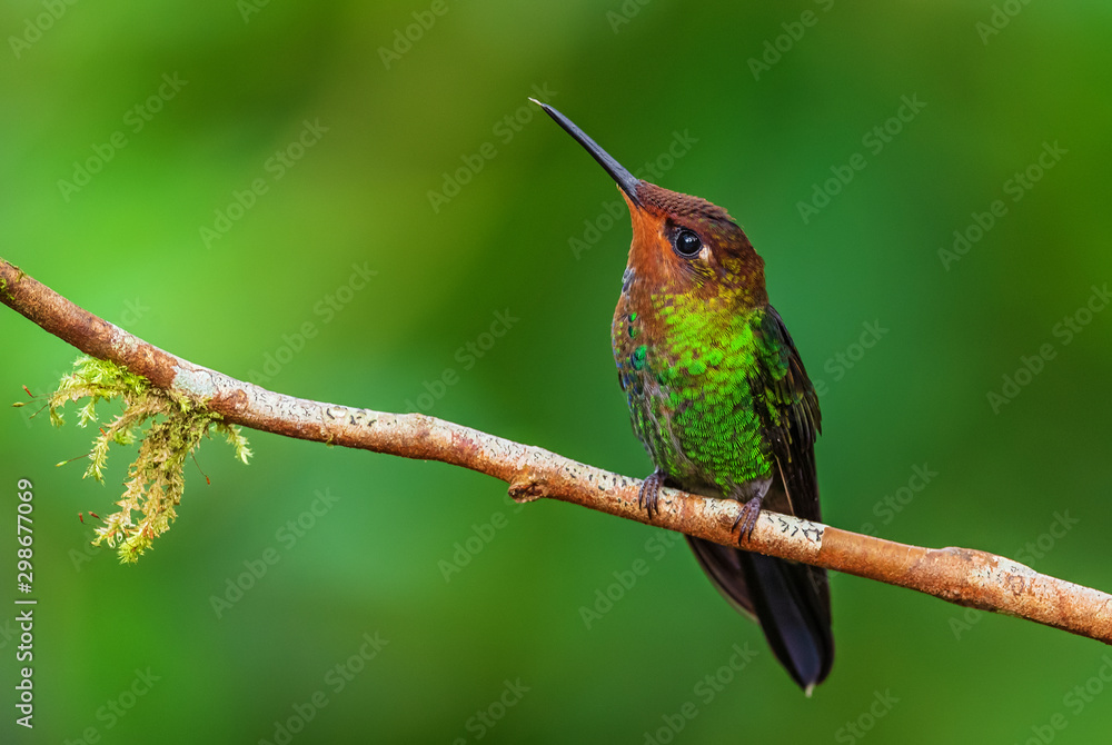Obraz premium White-tailed Hillstar - Urochroa bougueri, beautiful colored hummingbird from Andean slopes of South America, Hollin waterfall, Ecuador.