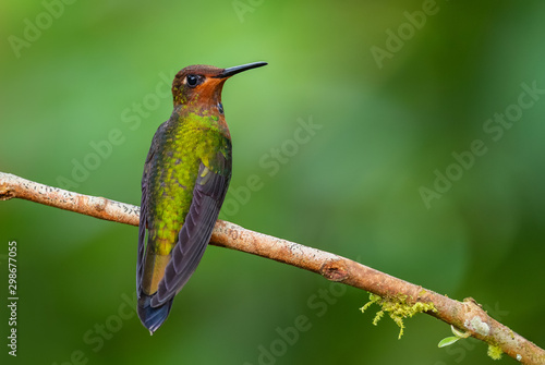 White-tailed Hillstar - Urochroa bougueri, beautiful colored hummingbird from Andean slopes of South America, Hollin waterfall, Ecuador. photo