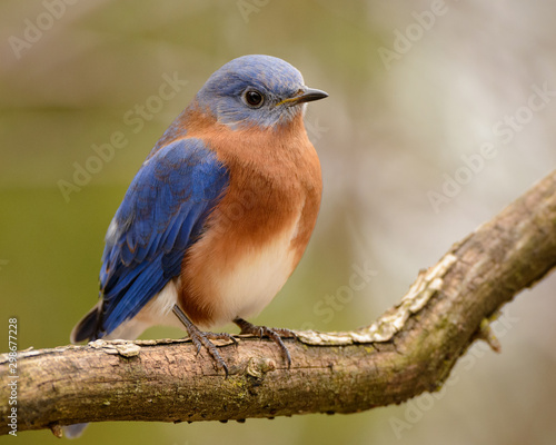 Eastern Bluebird resting on a branch in soft light