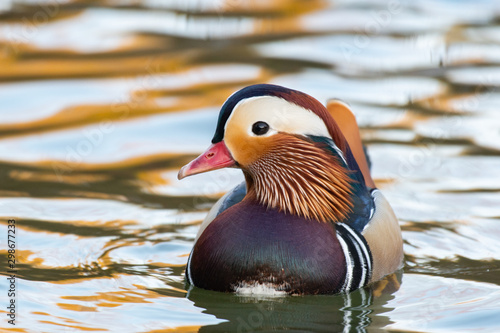 Closeup of male mandarin duck swimming, Aix galericulata