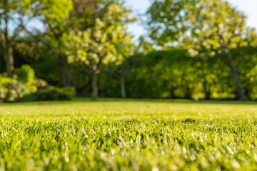Ground level, shallow focus view of a newly cut, well maintained garden lawn seen just before dusk. The background shows a large willow tree situated next to a large pond.