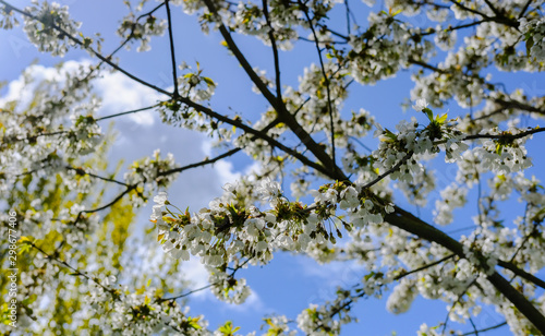 Wild, spring blossom seen growing in an English garden in early sprin