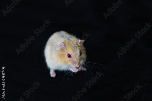 Hamster Cute Exotic Red-eyed Isolated on Black Background , Cute funny Syrian hamster , Pet health care