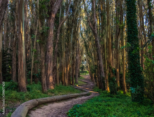 Lover's Lane at the Presidio