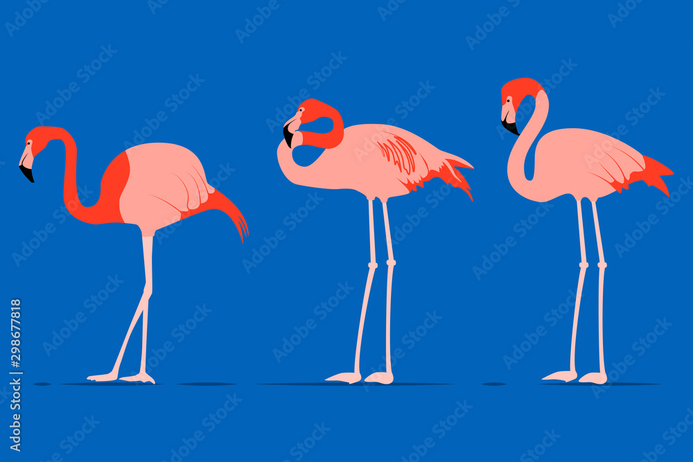 Obraz premium Pink flamingos on blue background