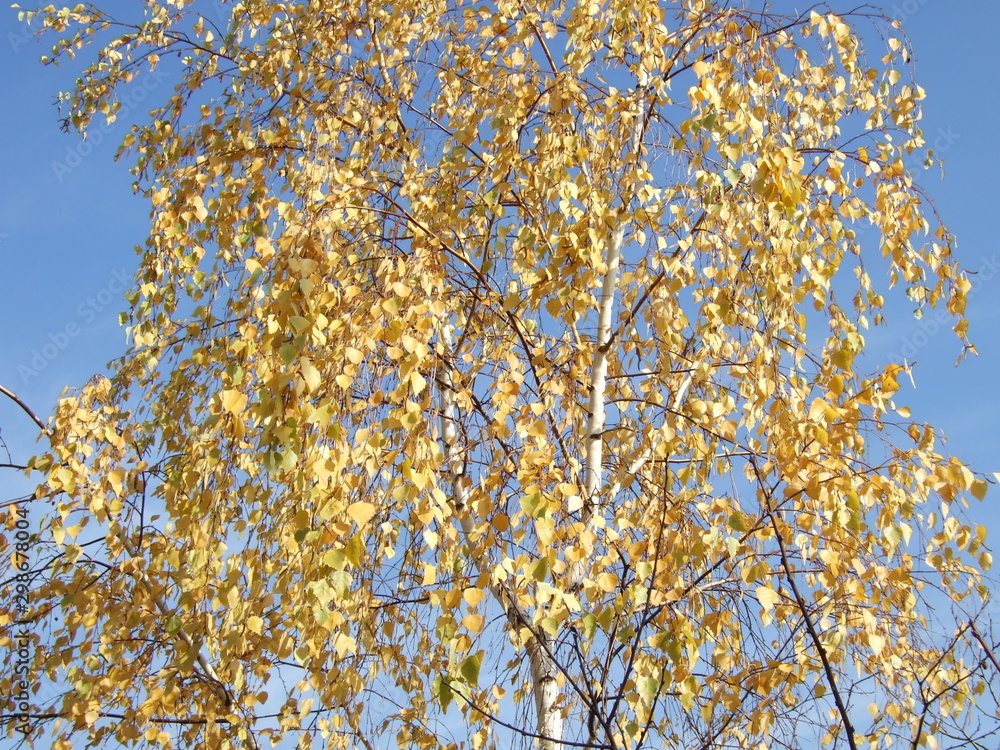 Beautiful autumn leaves. Autumn, Sunny day. Autumn birch against a bright blue sky. Beautiful autumn leaves. Autumn, Sunny day. Autumn birch against a bright blue sky.