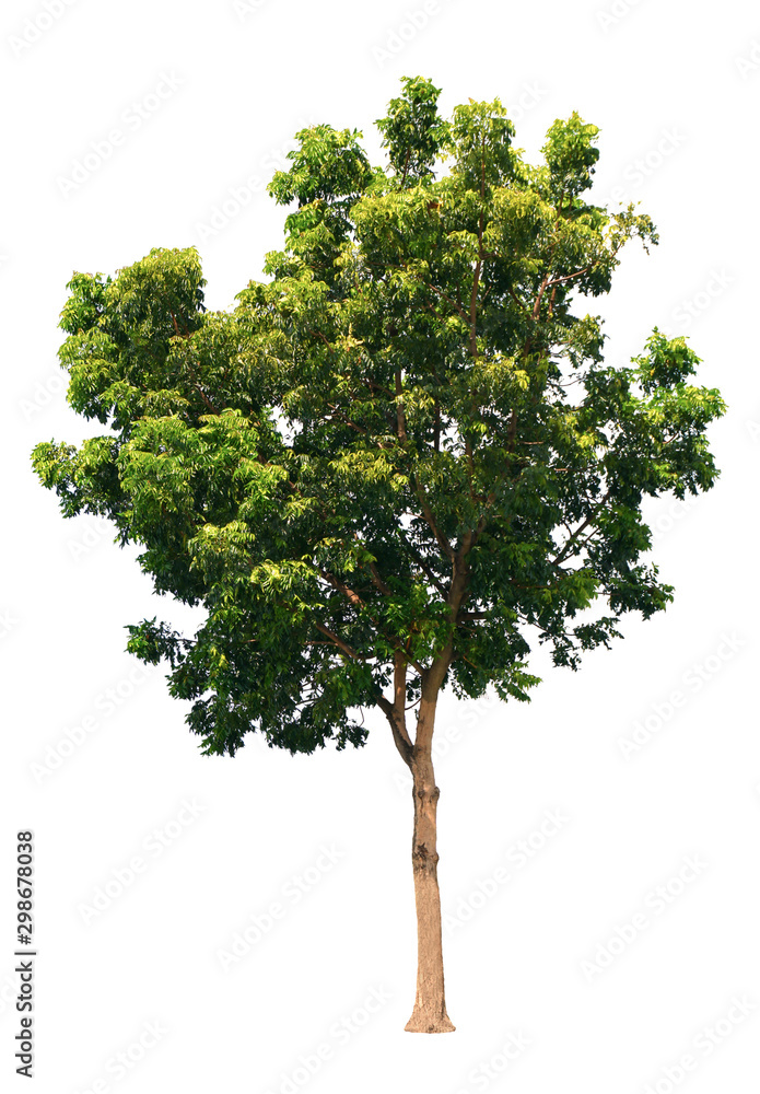 Azadirachta indica Tree isolated on white background with clipping path