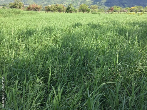 Lo Natural de Comayagua