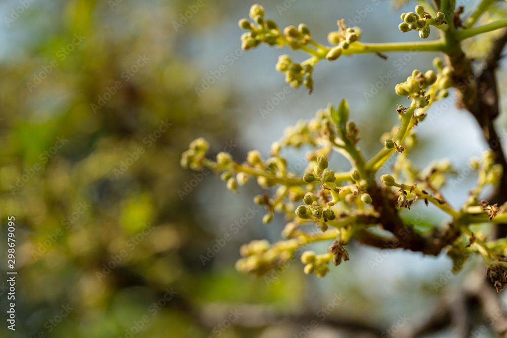Avocado flowers on its tree in the farming garden. Avocado flowers on its tree in the farming garden.