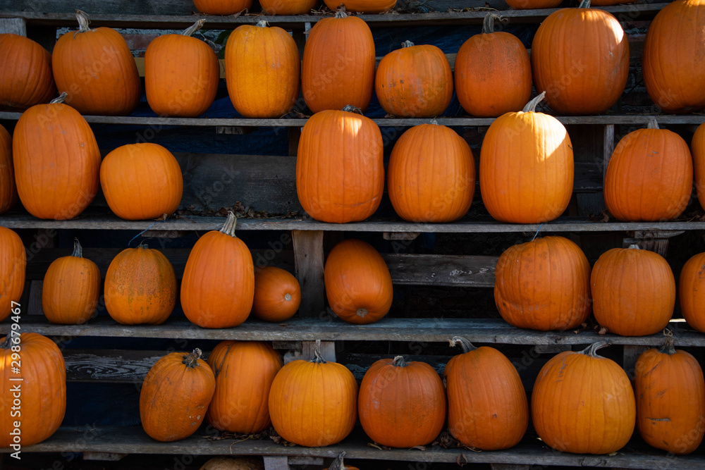 October Pumpkins lined up on shelves for halloween sale October Pumpkins lined up on shelves for halloween sale