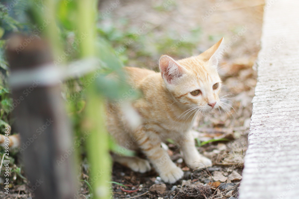 custom made wallpaper toronto digitalCute Orange Kitten striped cat enjoy and relax on soil floor with natural sunlight