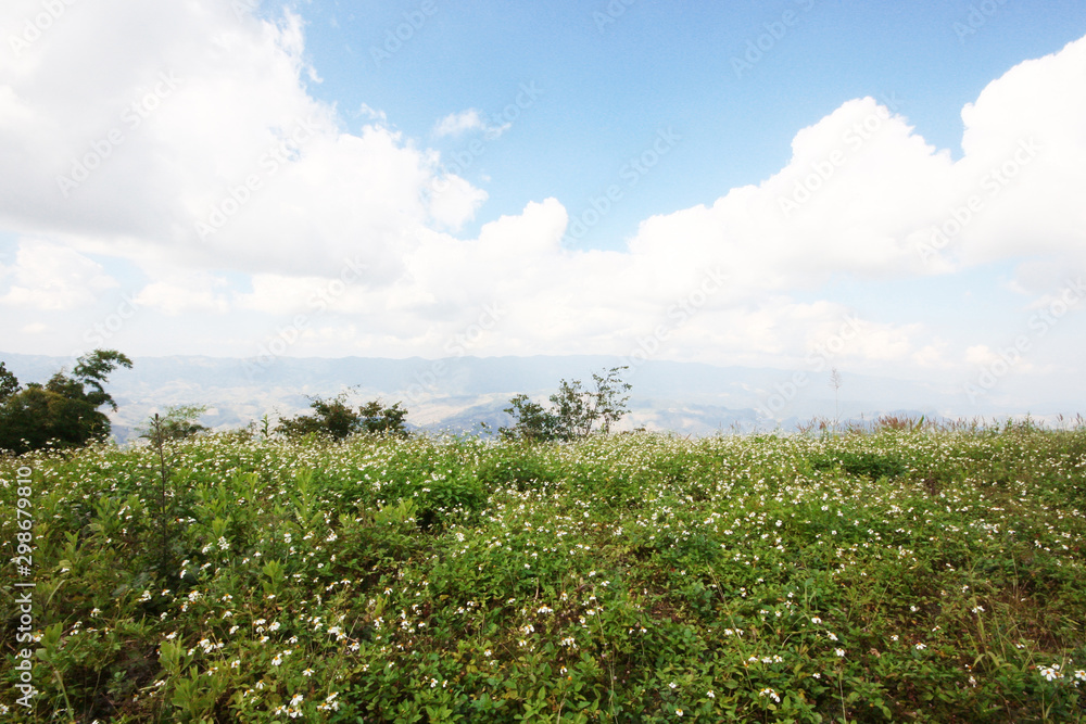 Beautiful blooming wild flowers fields and meadow in springtime with blue sky and natural sunlight shining on mountain.