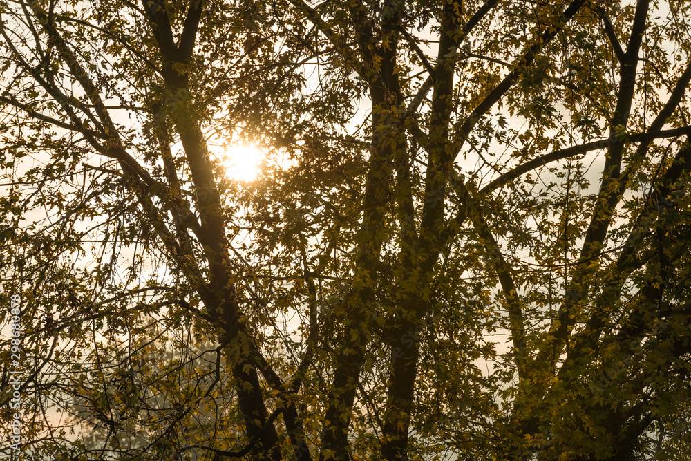 Fototapeta premium Trees in autumn