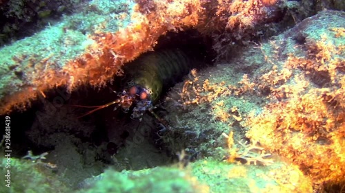 Peacock Mantis Shrimp, Odontodactylus Scyllarus, Philippines