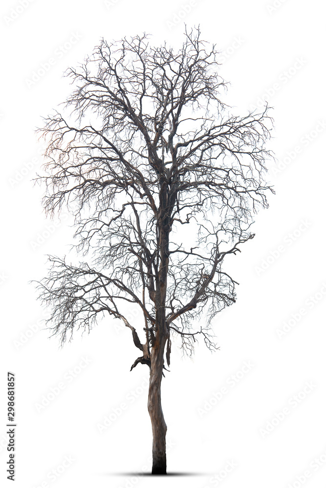 Dead tree in nature on a white background Dead tree in nature on a white background