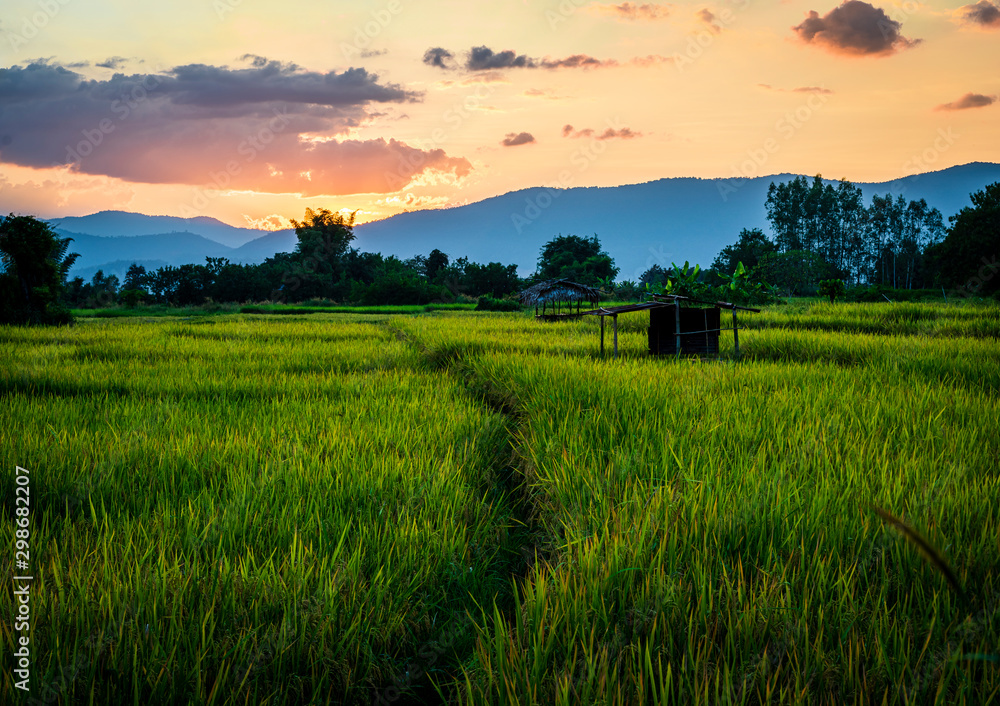 Beautiful rays of light at sunset over rice field with bamboo hut.