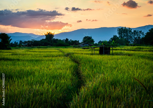 Beautiful rays of light at sunset over rice field with bamboo hut.