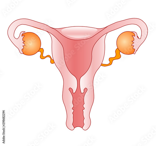 Female reproductive system. Women  organs of reproduction anatomy.  Blank white background. Oviduct, ovary, vagina, uterus, cervix. Front view diagram. Biology Education outline drawing vector.