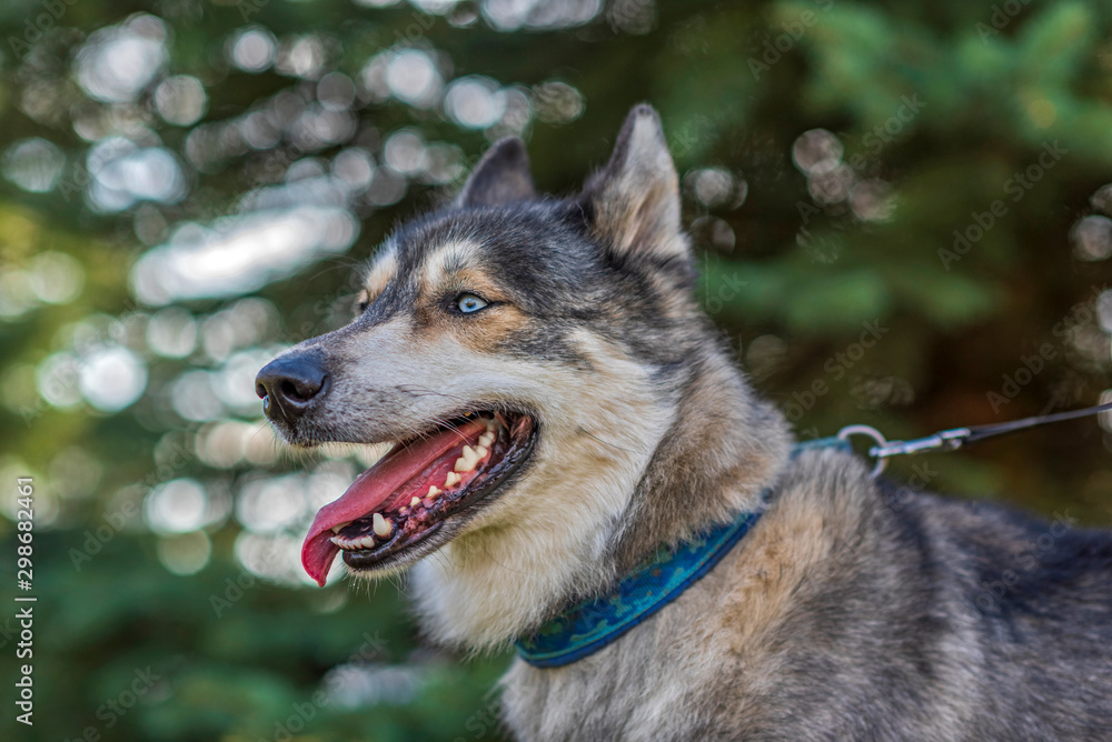 Husky portrait in autumn park close up. Husky portrait in autumn park close up.