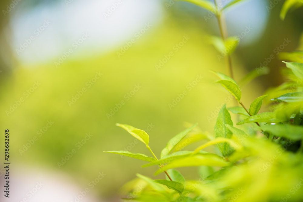 Obraz premium Beautiful green leaves background