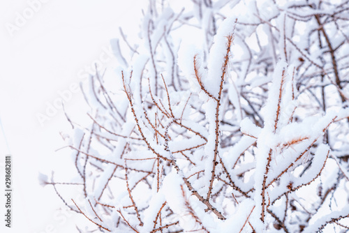 Close up of branches covered with snow.Tree Branch In The Snow Stock Photo..Background of tree branches in the snow.