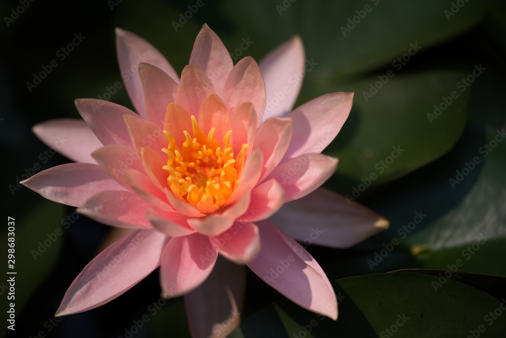A beautiful rose pink colour of lotus in the morning A beautiful rose pink colour of lotus in the morning