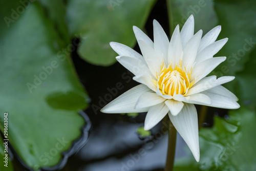 A beautiful white lotus in the morning