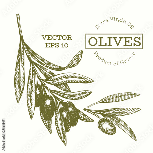 Olive branch illustration. Hand drawn vector food illustration. Engraved style mediterranean plant. Retro botanical picture.