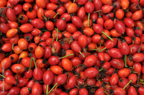 Freshly picked rose hips