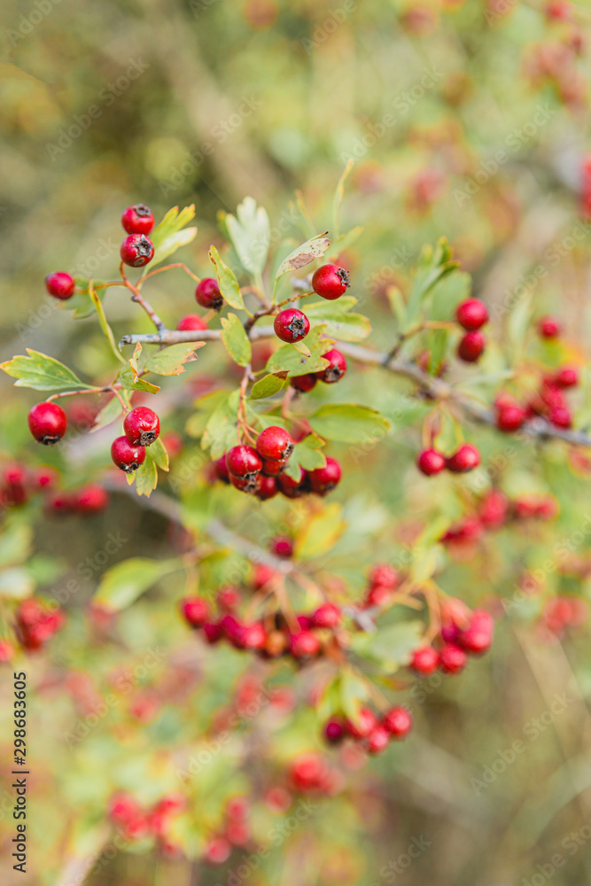 Red wild berries in the branchs with green leaves behind