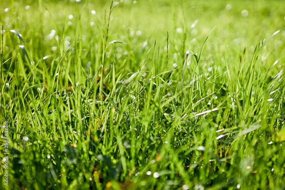 Closeup of fresh green grass on summer field or gadren next to house Closeup of fresh green grass on summer field or gadren next to house