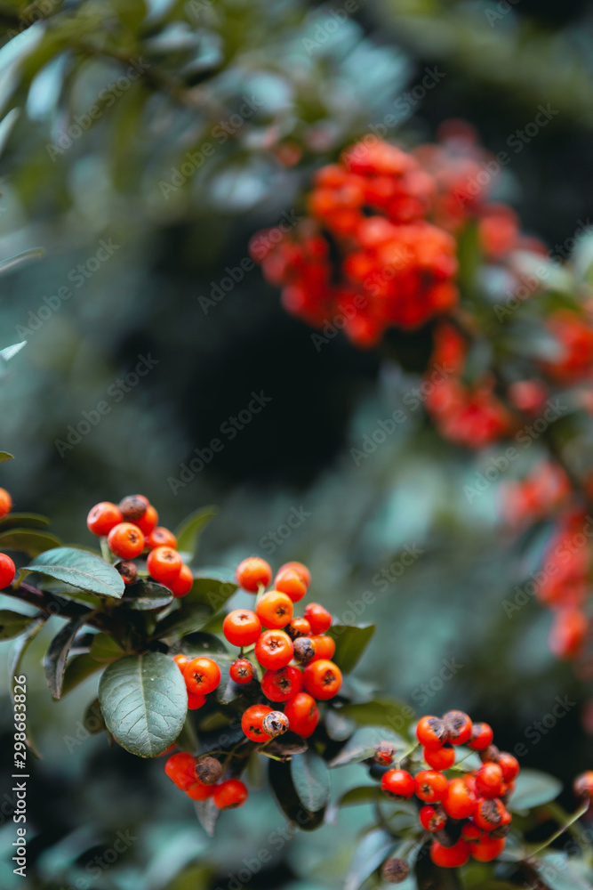 Orange wild berries in the branchs with green leaves behind