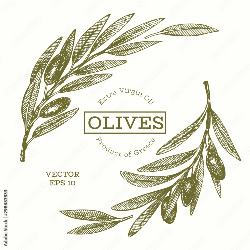 Olive branch illustration. Hand drawn vector food illustration. Engraved style mediterranean