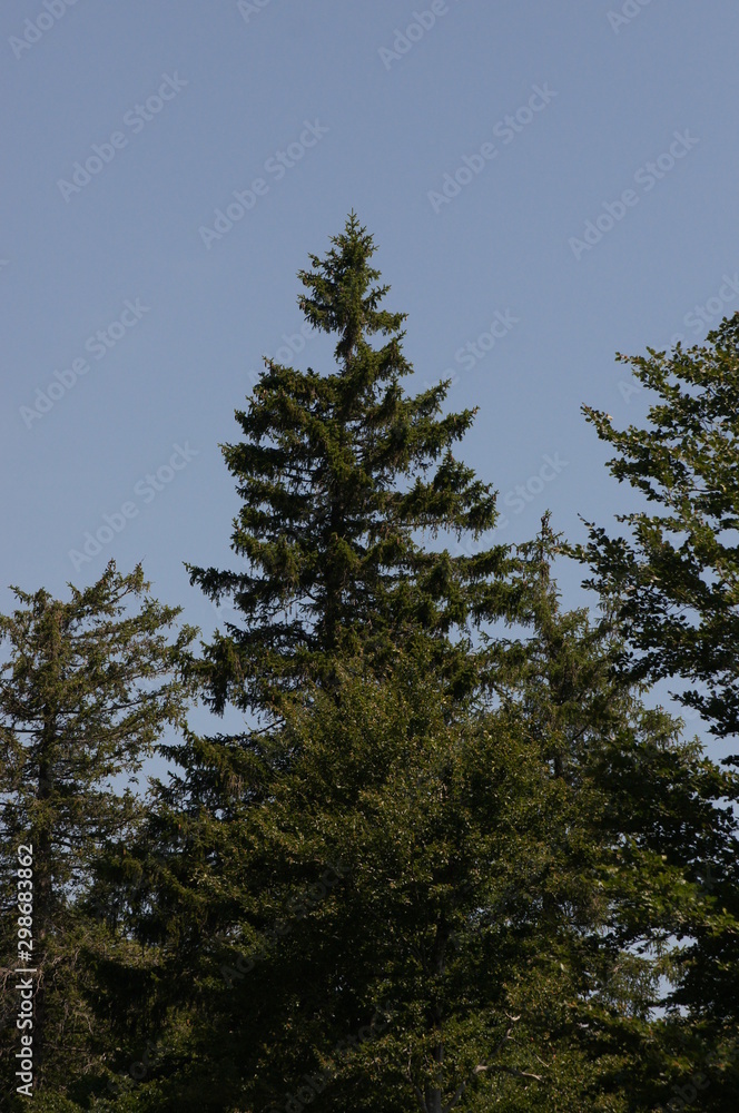 Sapin Sapin