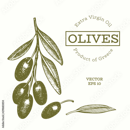 Olive branch illustration. Hand drawn vector food illustration. Engraved style mediterranean plant. Retro botanical picture.