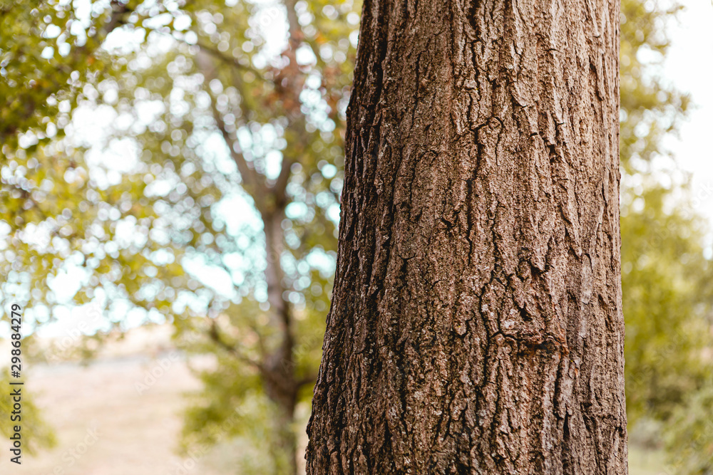Close-up of the bark of a tree with blue sky behind Close-up of the bark of a tree with blue sky behind