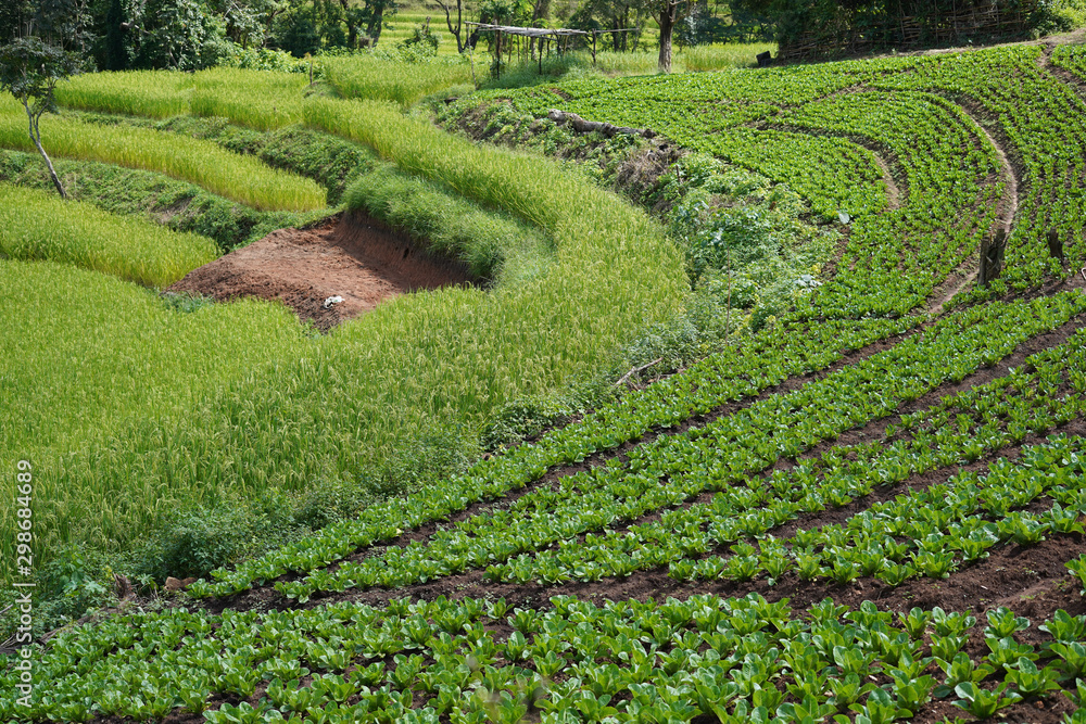 Vegetable plots of local agriculture, rural agriculture in Asian countries