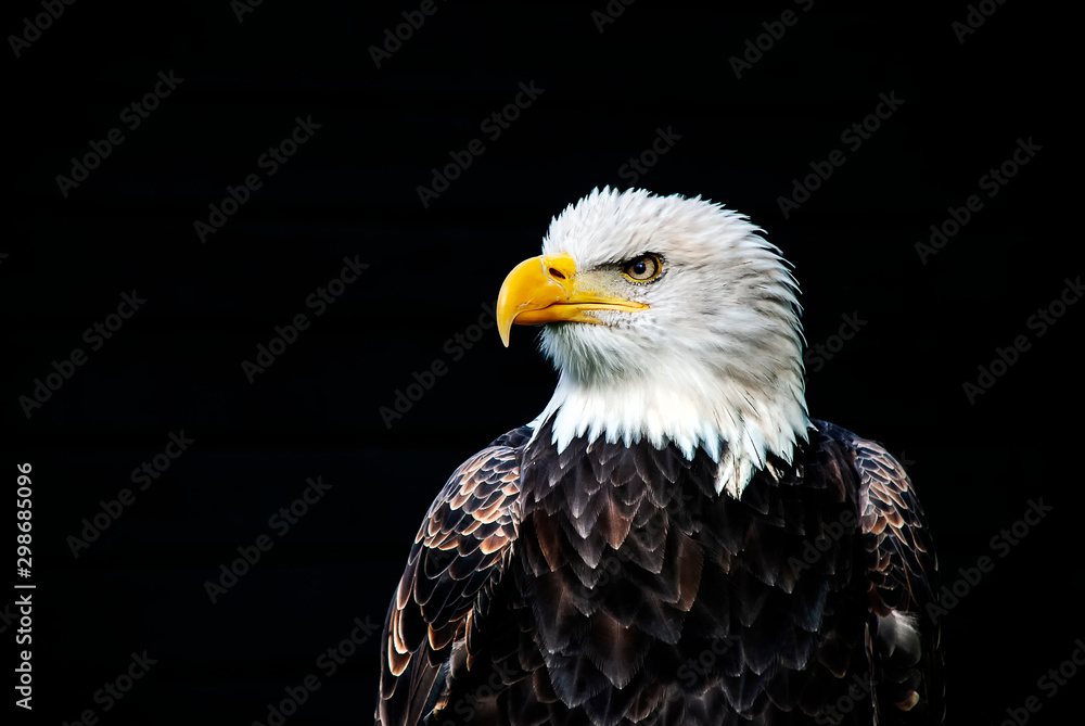 Obraz premium Close up of a Bald Eagle (Haliaeetus leucocephalus)