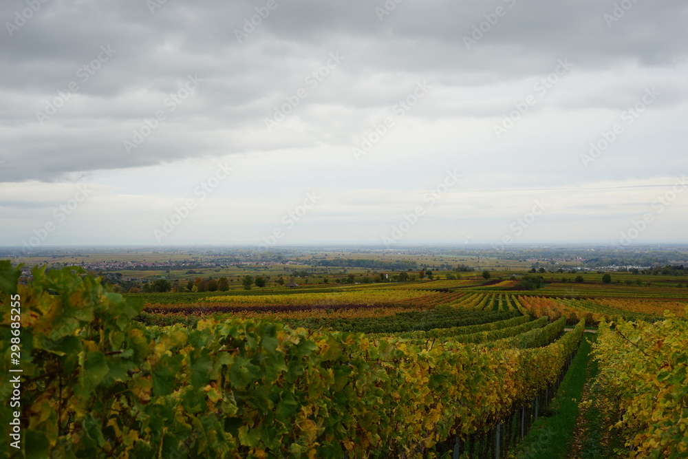Panoramablick aus den Weinbergen der Südlichen Weinstrasse auf die Rheinebene