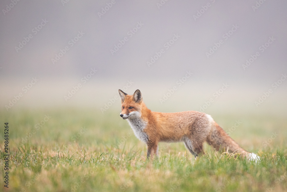 Mammals - European Red Fox (Vulpes vulpes) Mammals - European Red Fox (Vulpes vulpes)