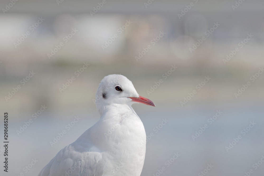 closeup black-headed gull against blurred background closeup black-headed gull against blurred background