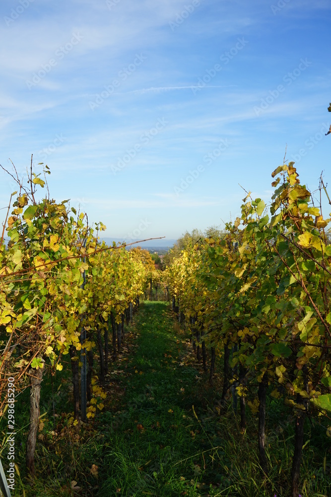 Weinreben, Herbst, Frankreich