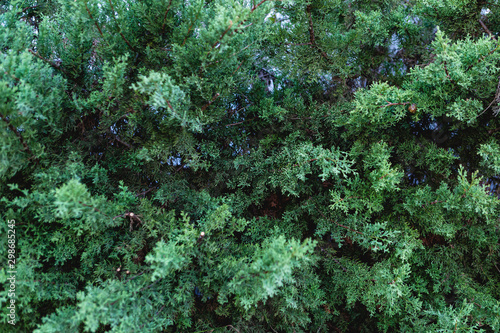 Beautiful closeup of pine trees in the forest