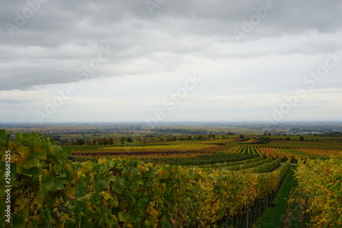 Panoramablick aus den Weinbergen der S  dlichen Weinstrasse auf die Rheinebene