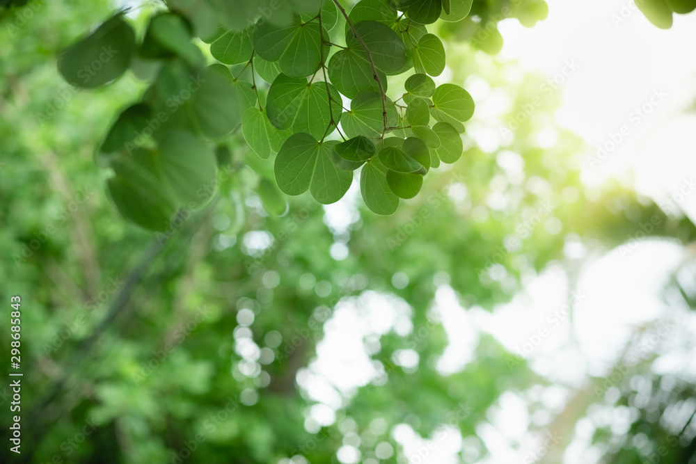 Close up of nature view green Orchid tree leaf on blurred greenery background under sunlight with bokeh and copy space using as background natural plants landscape, ecology wallpaper concept. Close up of nature view green Orchid tree leaf on blurred greenery background under sunlight with bokeh and copy space using as background natural plants landscape, ecology wallpaper concept.