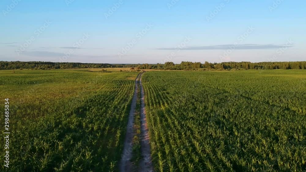 Aerial view: Road among cornfield on summer evening Aerial view: Road among cornfield on summer evening
